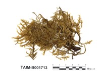 藏品(喙葉泥炭苔)的圖片